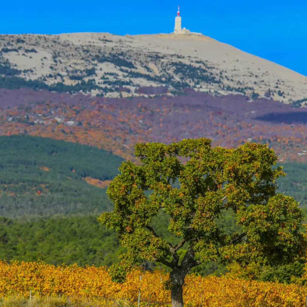 ventoux-square